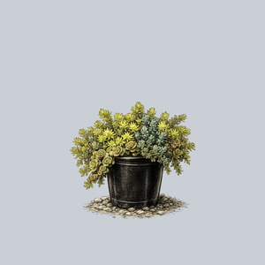 Trailing Trio Stonecrop