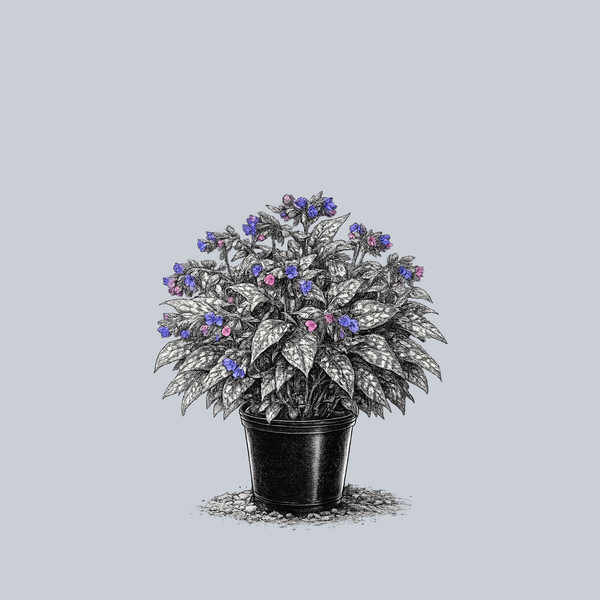 Trevi Fountain Lungwort