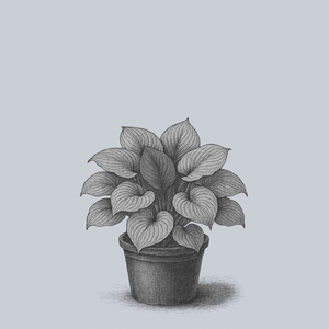 T Rex Hosta