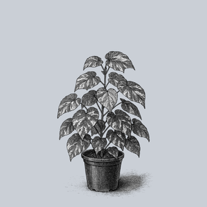 Tricolor Sea Hibiscus