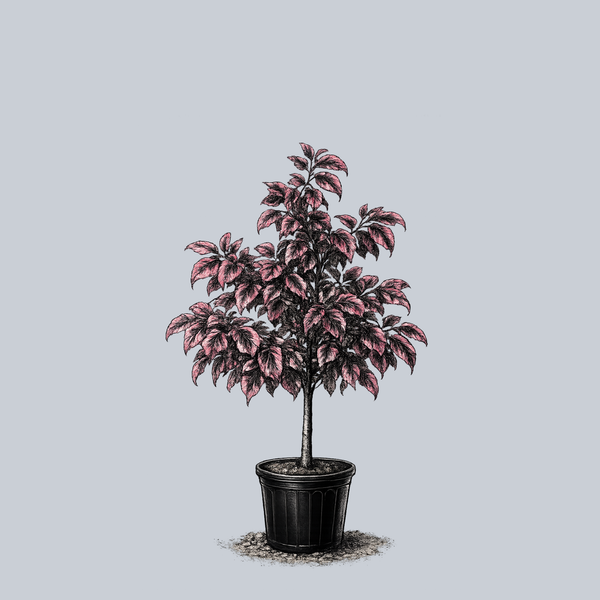 Tricolor Beech