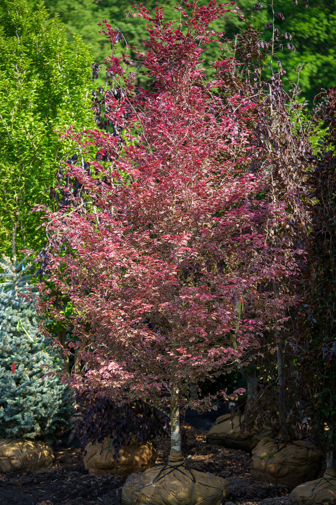 The Beech Guide – Plant Detectives