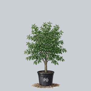 Triumph Elm