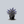Load image into Gallery viewer, True Blue Butterfly Bush
