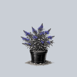 True Blue Butterfly Bush