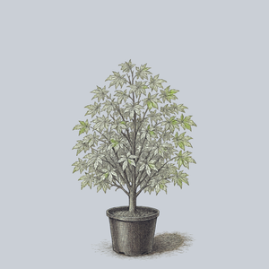 Tsuri No Mai Japanese Maple