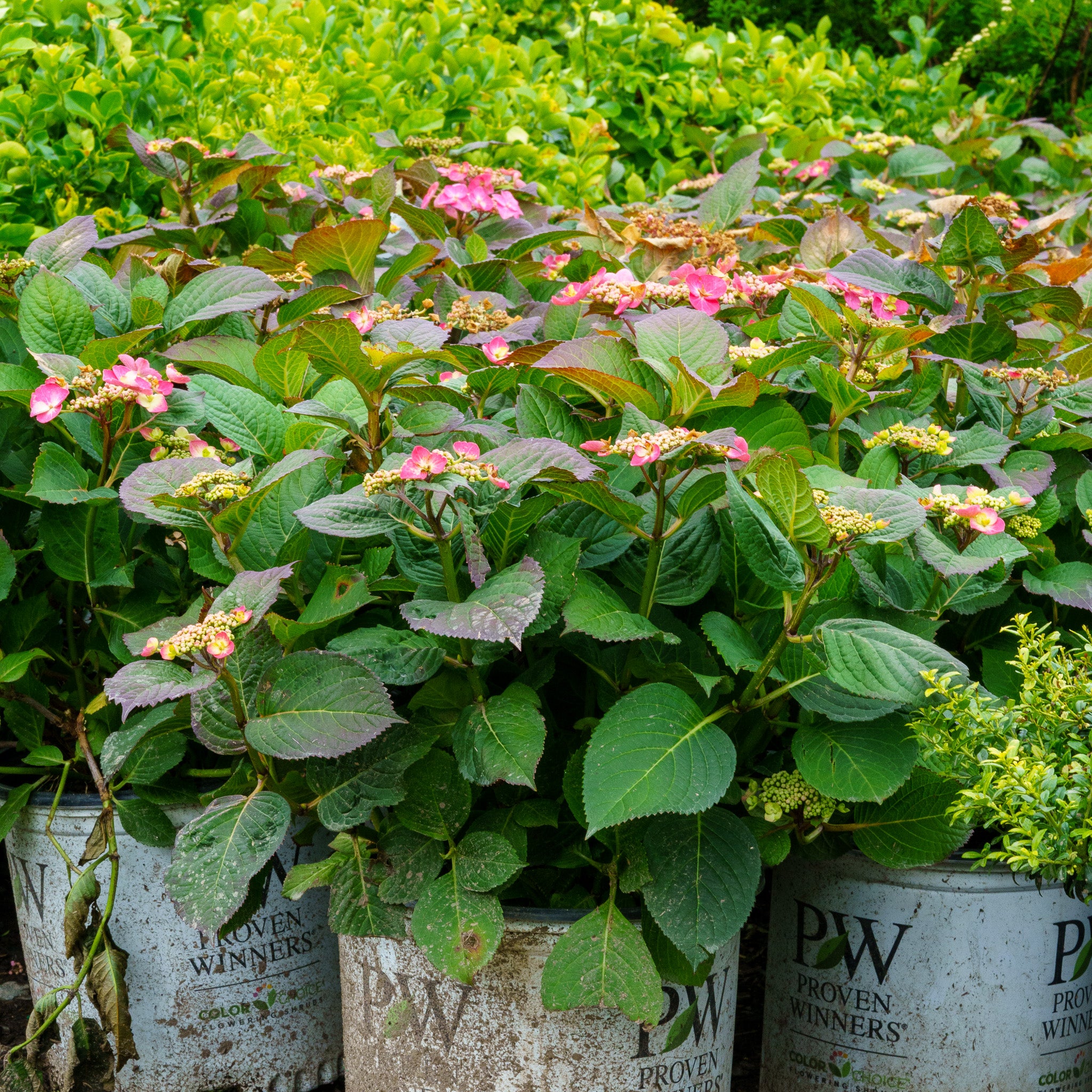 TUFF_STUFF_RED_HYDRANGEA.JPG?v