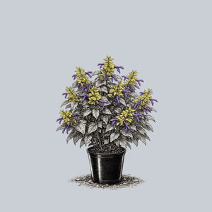 Tulu Mexican Sage