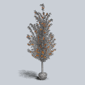 Tupelo Tower Black Gum