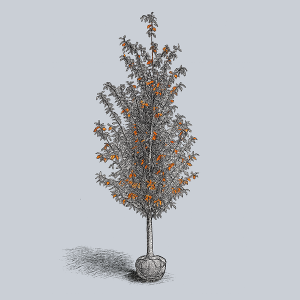 Tupelo Tower Black Gum