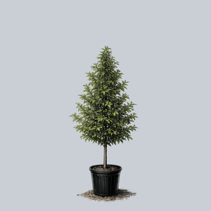 Tupelo Tower Black Gum