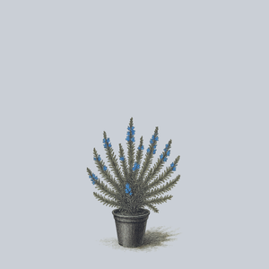 Tuscan Blue Rosemary