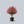 Load image into Gallery viewer, Tuscarora Crape Myrtle
