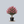 Load image into Gallery viewer, Tuskegee Crape Myrtle
