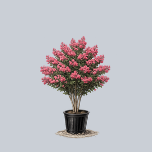 Tuskegee Crape Myrtle