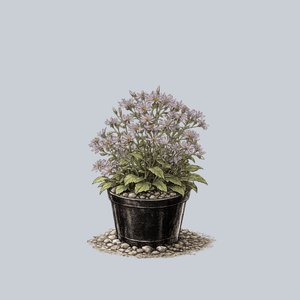 Twilight Bigleaf Aster