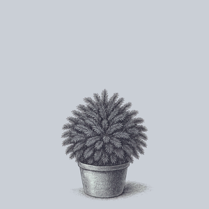 Twinkle Toes Japanese Cedar