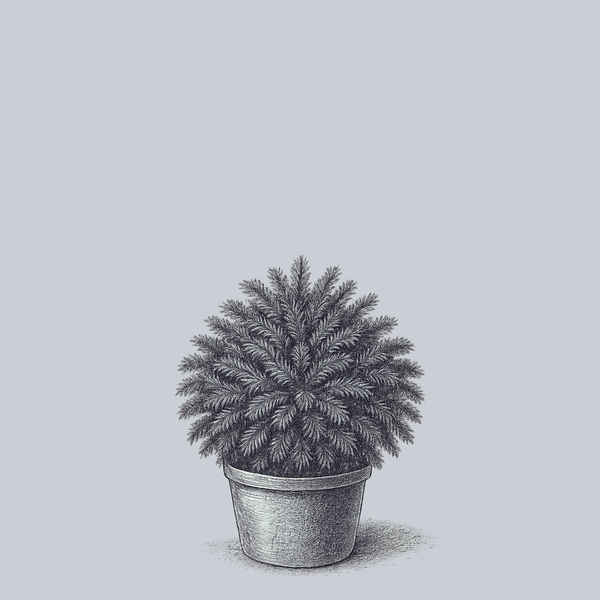 Twinkle Toes Japanese Cedar