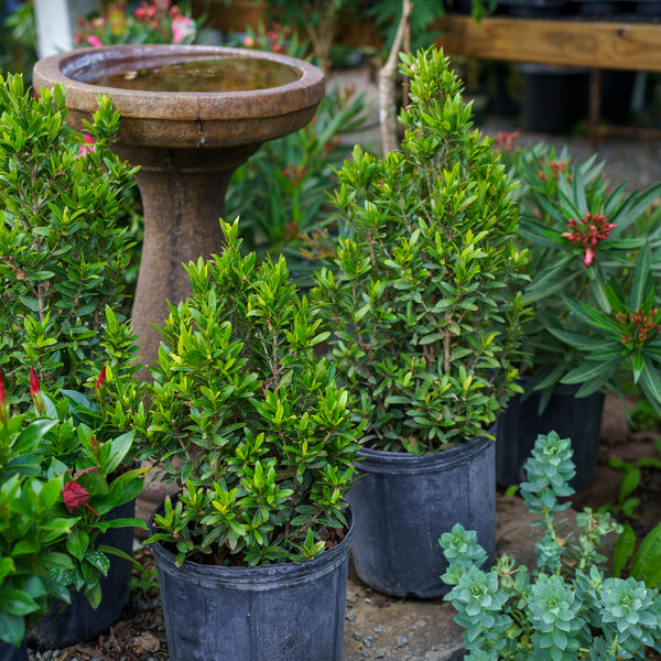 Taiwanese Ixora