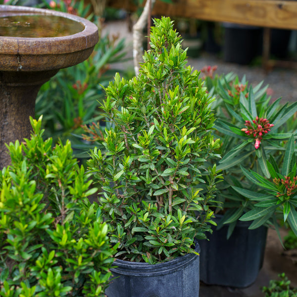 Taiwanese Ixora