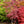 Load image into Gallery viewer, Tamukeyama Laceleaf Japanese Maple - Japanese Maple - Japanese Maples
