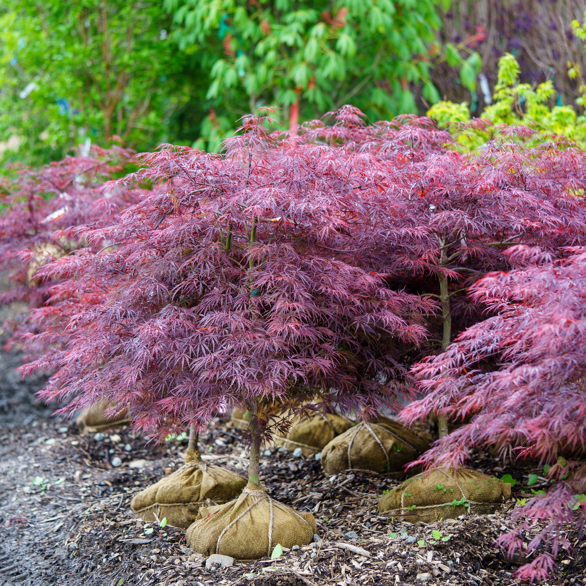 Tamukeyama Laceleaf Japanese Maple – Plant Detectives
