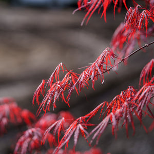 Tamukeyama Laceleaf Japanese Maple - Japanese Maple - Japanese Maples