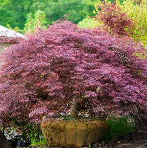 Tamukeyama Laceleaf Japanese Maple - Japanese Maple - Japanese Maples