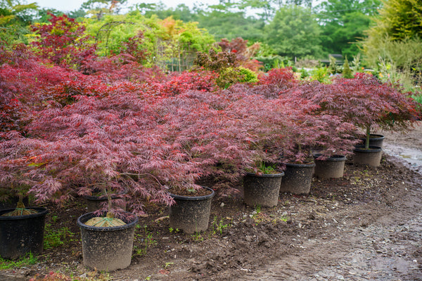 Tamukeyama Laceleaf Japanese Maple
