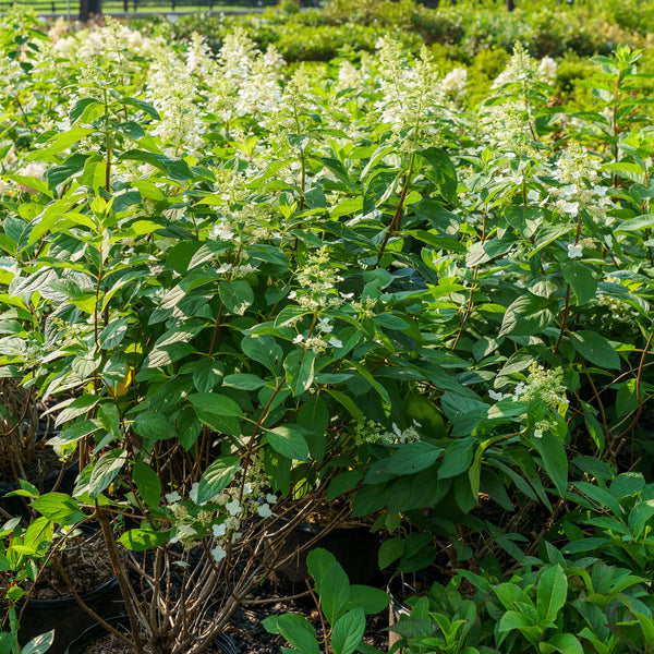 Tardiva Hydrangea