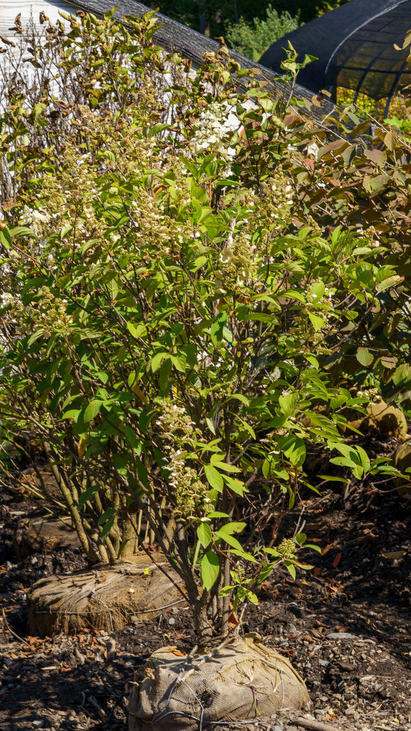 Tardiva Hydrangea