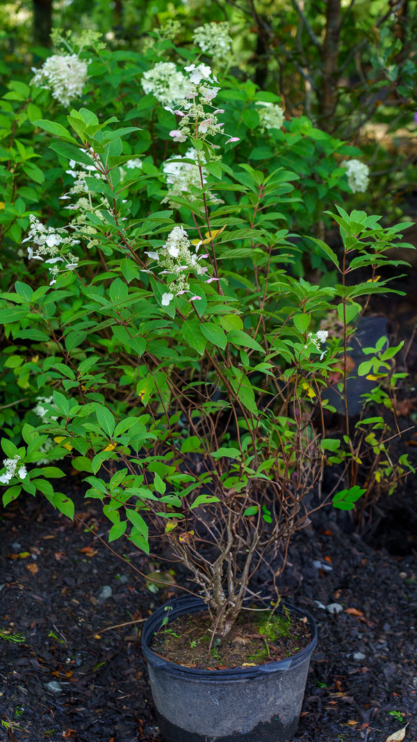 Tardiva Hydrangea