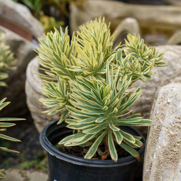 Tasmanian Tiger Spurge