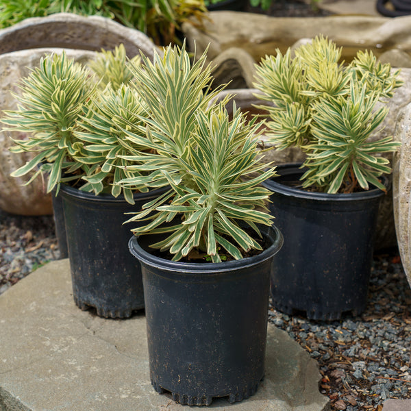 Tasmanian Tiger Spurge