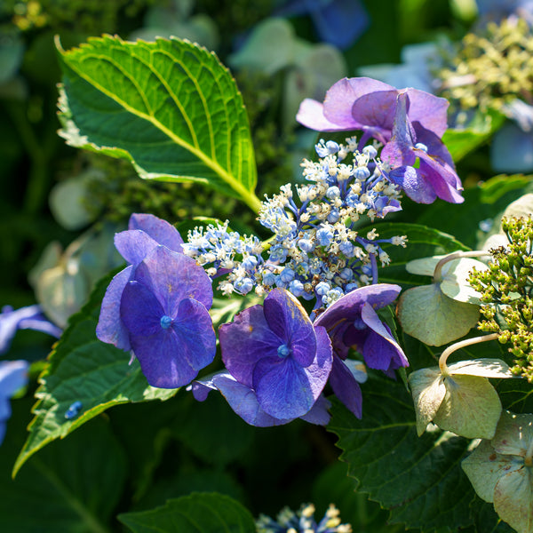 Close-up of purple hydrangea flowers with green leaves