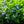 Load image into Gallery viewer, Teller Blue Bigleaf Hydrangea
