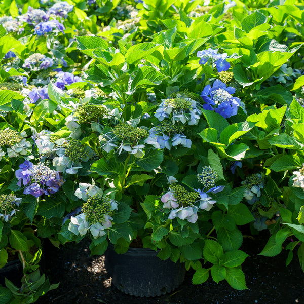 Teller Blue Bigleaf Hydrangea