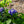 Load image into Gallery viewer, Close-up of blue hydrangea flowers with green leaves in a garden setting.
