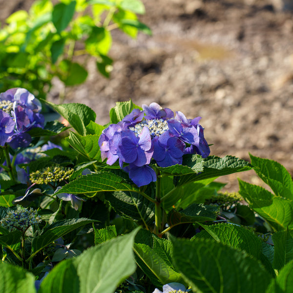 Close-up of blue hydrangea flowers with green leaves in a garden setting.