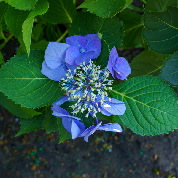 Close-up of blue hydrangea flowers with green leaves on a blurred background