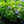 Load image into Gallery viewer, Teller Blue Bigleaf Hydrangea
