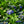 Load image into Gallery viewer, Teller Blue Bigleaf Hydrangea
