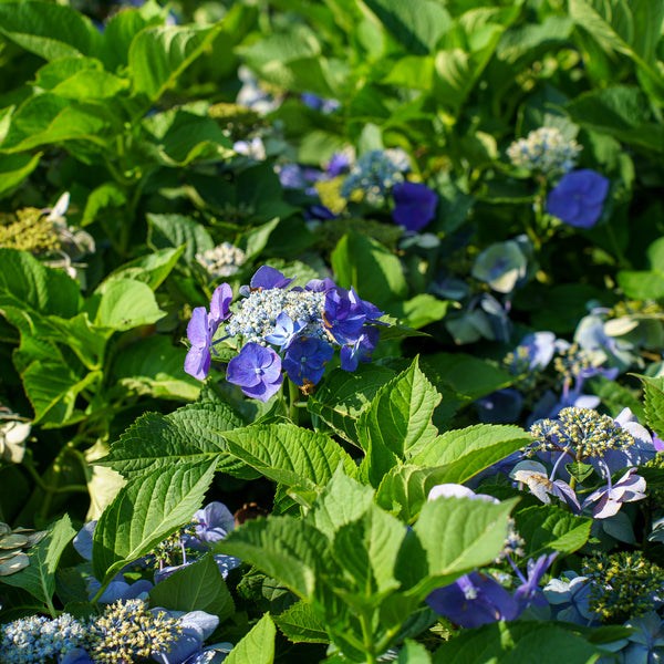 Teller Blue Bigleaf Hydrangea