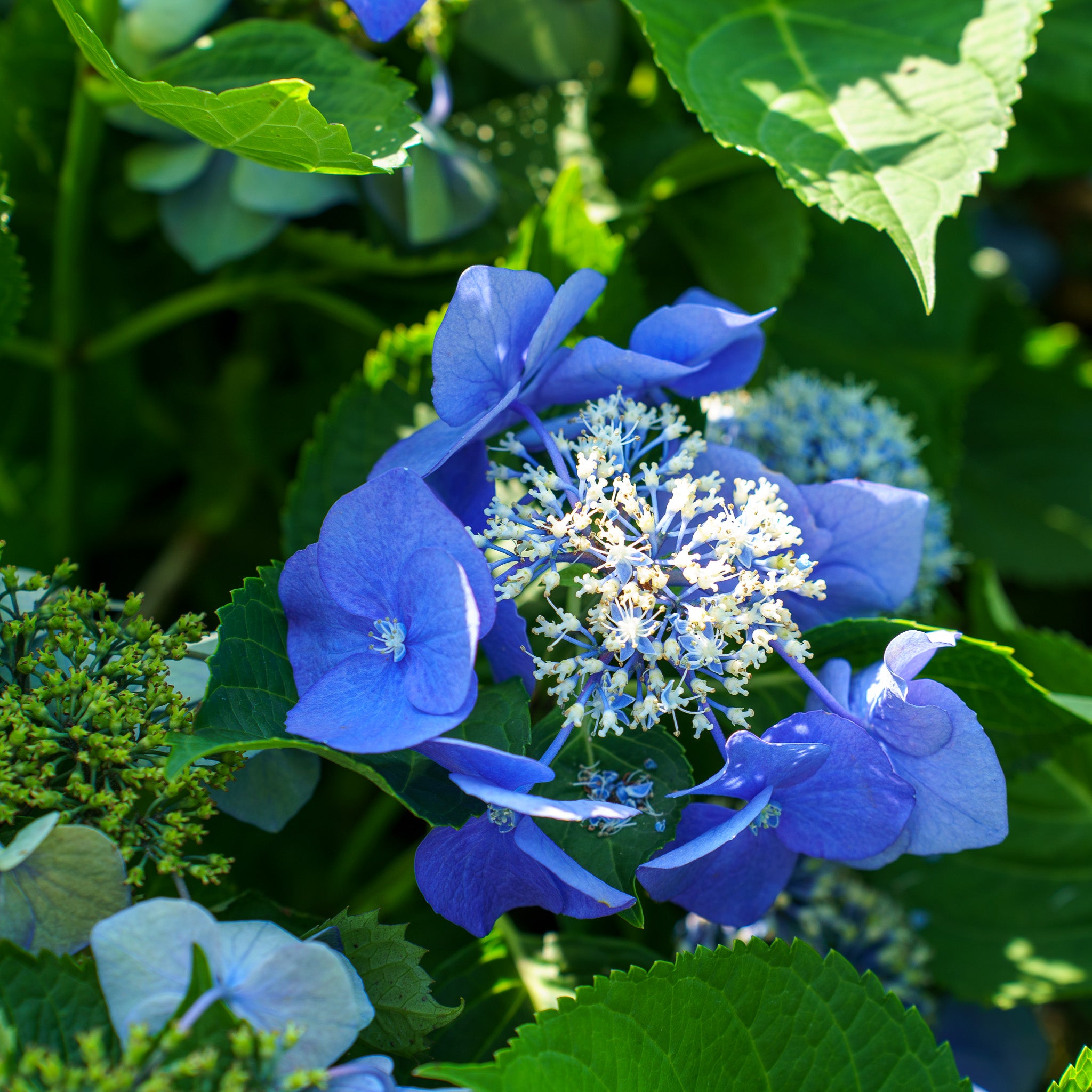 Teller Blue Bigleaf Hydrangea – Plant Detectives