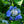 Load image into Gallery viewer, Teller Blue Bigleaf Hydrangea
