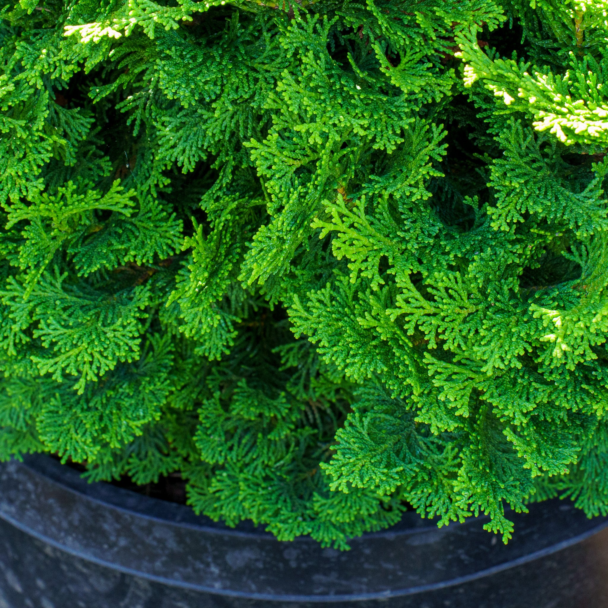 Tempelhof Hinoki Cypress – Plant Detectives