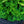 Load image into Gallery viewer, Tempelhof Hinoki Cypress
