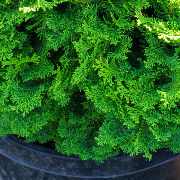 Tempelhof Hinoki Cypress