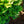 Load image into Gallery viewer, Tempelhof Hinoki Cypress
