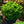 Load image into Gallery viewer, Tempelhof Hinoki Cypress
